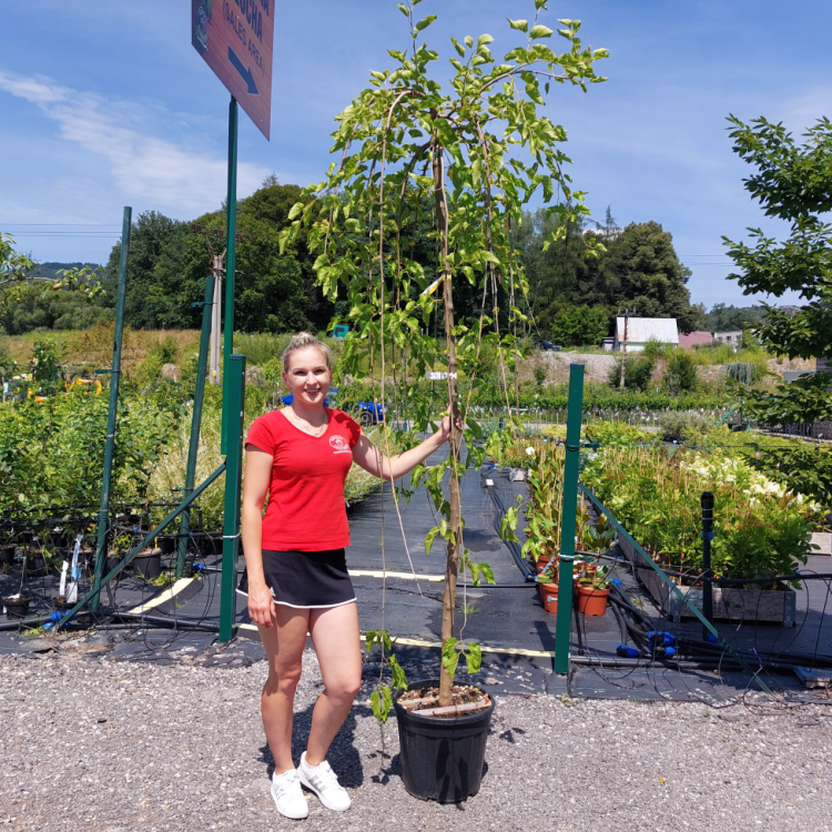 Moruša biela (Morus alba) ´ALBA PENDULA´ - výška 200-220 cm, obvod kmeňa 10/12 cm, kont. C25L/C30L - čierne plody